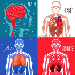 人体内部器官设计概念与大脑、心