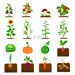 植物在卡通风格中设置图标。大集
