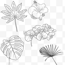 花线稿图片_热带植物花卉叶子线稿木槿蝴蝶兰