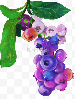 浆果水彩图片_水彩手绘水果之蓝莓