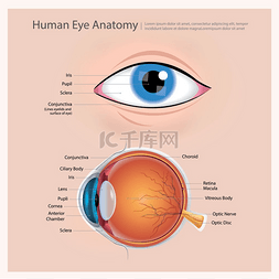 人眼解剖矢量图