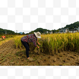 乡村村姑秋天稻子风景