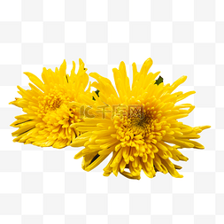 暖冬盛放图片_秋天秋季花卉花朵黄色赏菊