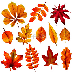 橙色秋叶图片_现实的秋叶。