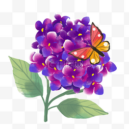 昆虫和花卉图片_绣球花和蝴蝶