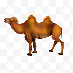 骆驼驼峰图片_写实棕色骆驼