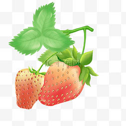 藤蔓上的草莓水果
