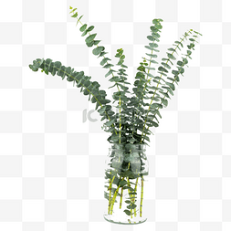 绿植装饰尤加利花瓶