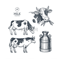 牛奶农场收藏。牛刻插图。老式畜
