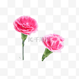 粉色浪漫小清新图片_新鲜装饰花朵康乃馨