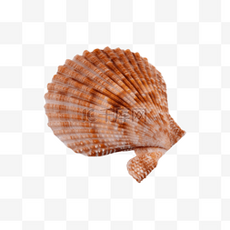 贝壳海岸静物海螺