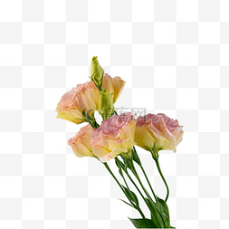 静物花卉图图片_洋桔梗摄影图鲜花户外
