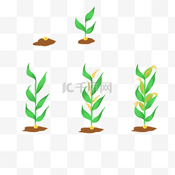 土壤里的根系图片_玉米生长过程