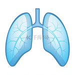 人类健康的肺和支气管