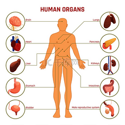 信息图表元素集图片_等距图信息图表与人剪影人体器官