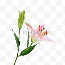 粉色百合花卉装扮摄影图