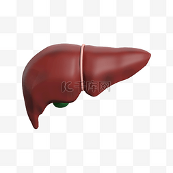 立体肝图片_3D内脏器官肝脏