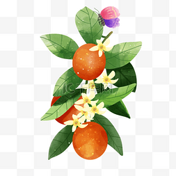 橘子在图片_橘子水彩风格水果蝴蝶在树枝上