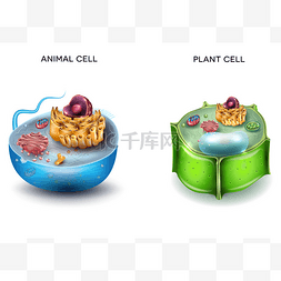 动物细胞和植物细胞的结构，截面