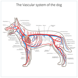血管系统的狗矢量图