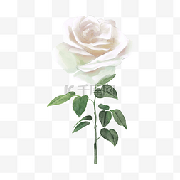 白玫瑰素材图片_白玫瑰水彩婚礼花朵