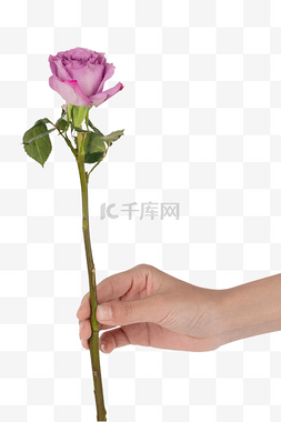 玫玫瑰花束图片_情人节手拿玫瑰紫玫瑰