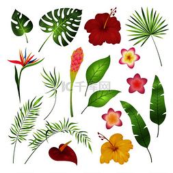 热带花卉和树叶。