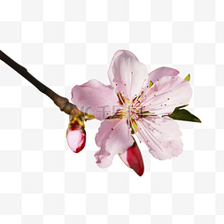 春天里粉色桃花花瓣