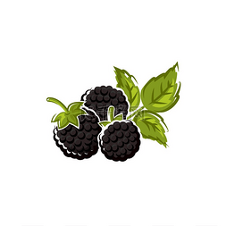 黑莓果实孤立的夏季浆果矢量野生