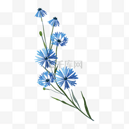 蓝色水彩花卉车矢菊花朵