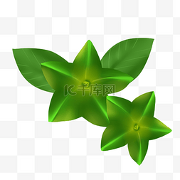 绿色印图片_绿植植物印加果