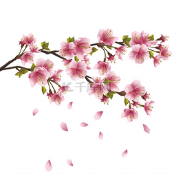 樱花盛开-日本樱花树