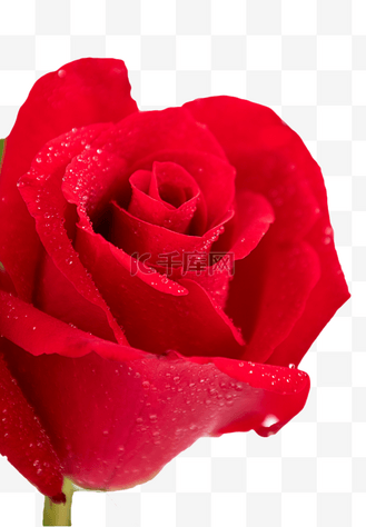 鲜花红色玫瑰花