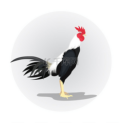 创意公鸡png图片_白色背景上的公鸡设计