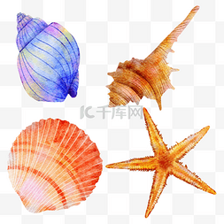 贝壳海螺图片_贝壳海螺海星水彩风格