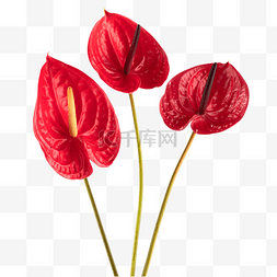 红掌花红色花朵