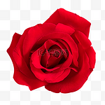 红玫瑰情人节玫瑰花