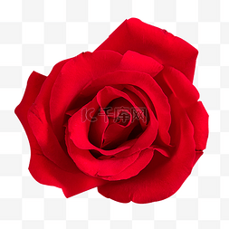 玫瑰花素材psd图片_红玫瑰情人节玫瑰花