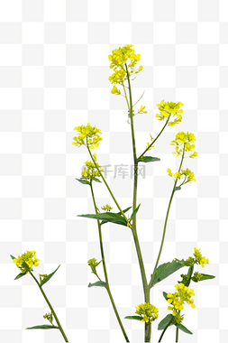 黄色油菜油菜花