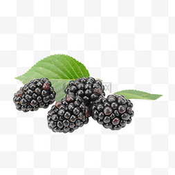 新鲜水果黑莓果