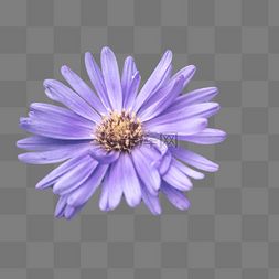 小菊花紫色花