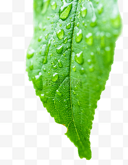 水滴绿色树叶图片_绿色叶子上的露水