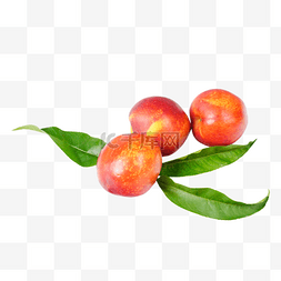 油桃桃子