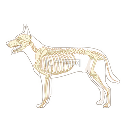 卡通dog图片_狗骨架的兽医矢量图