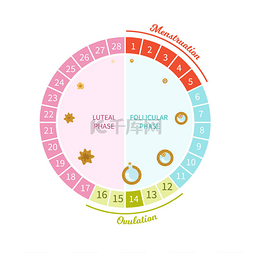 女性月经周期。(如) 的成熟方案。
