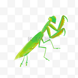 爬行虫子图片_绿色昆虫螳螂