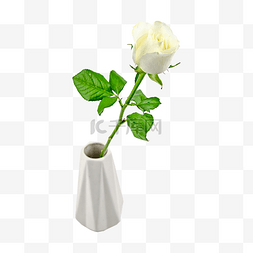 玫瑰枝藤图片_激情花瓶白玫瑰
