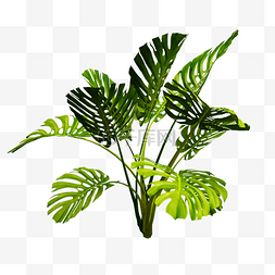 仿真立体植物图片_3D立体C4D仿真树叶叶子