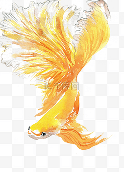 自由自在的金鱼图片_黄色的热带鱼