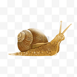昆虫动物蜗牛